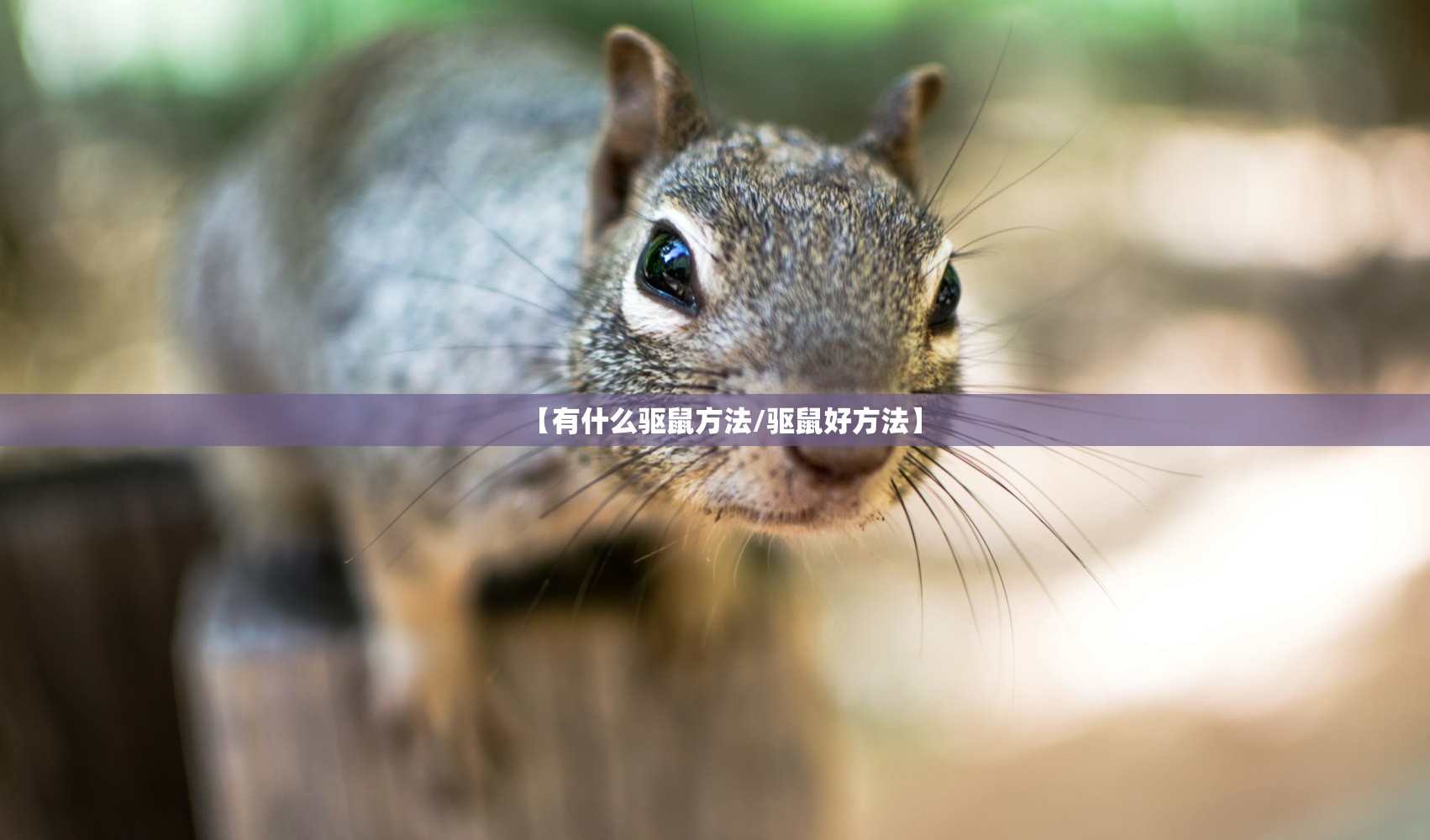 【有什么驱鼠方法/驱鼠好方法】