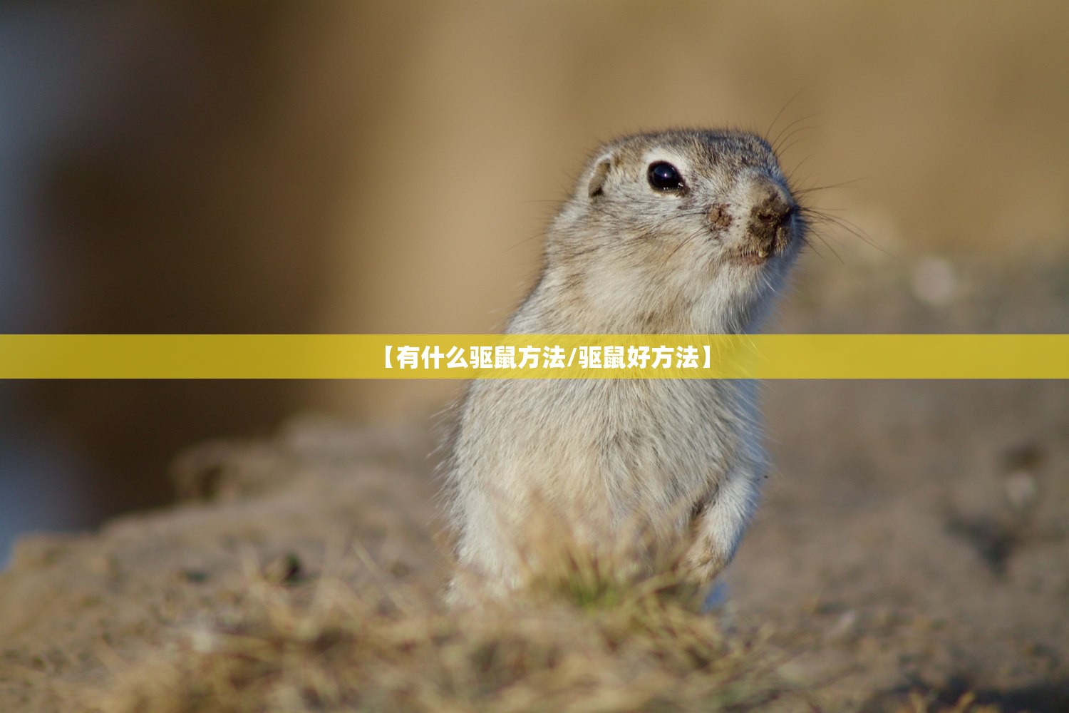 【有什么驱鼠方法/驱鼠好方法】