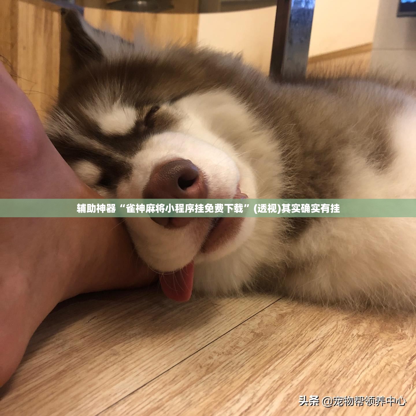 辅助神器“雀神麻将小程序挂免费下载”(透视)其实确实有挂