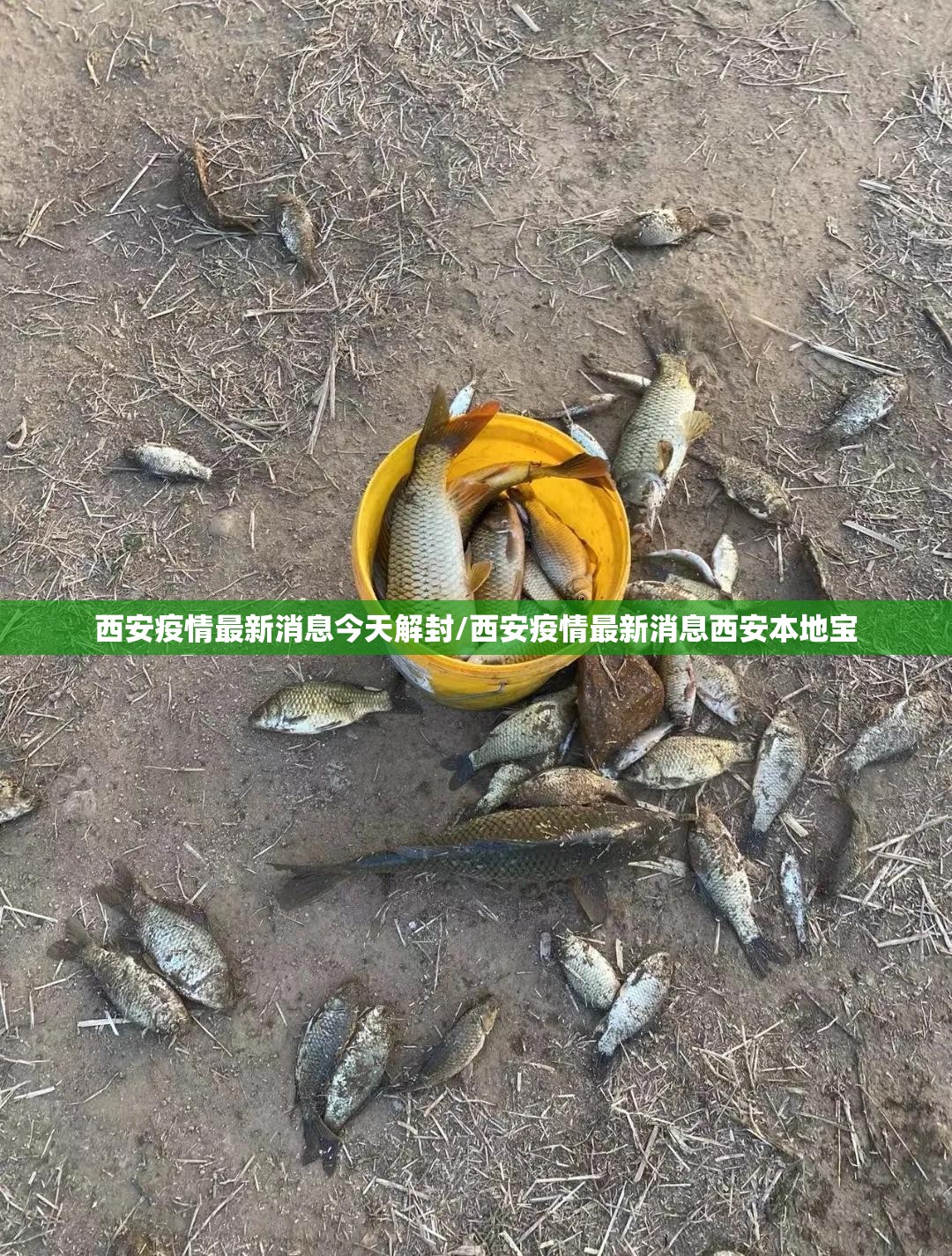 西安疫情最新消息今天解封/西安疫情最新消息西安本地宝 西安疫情最新消息今天解封/西安疫情最新消息西安本地宝