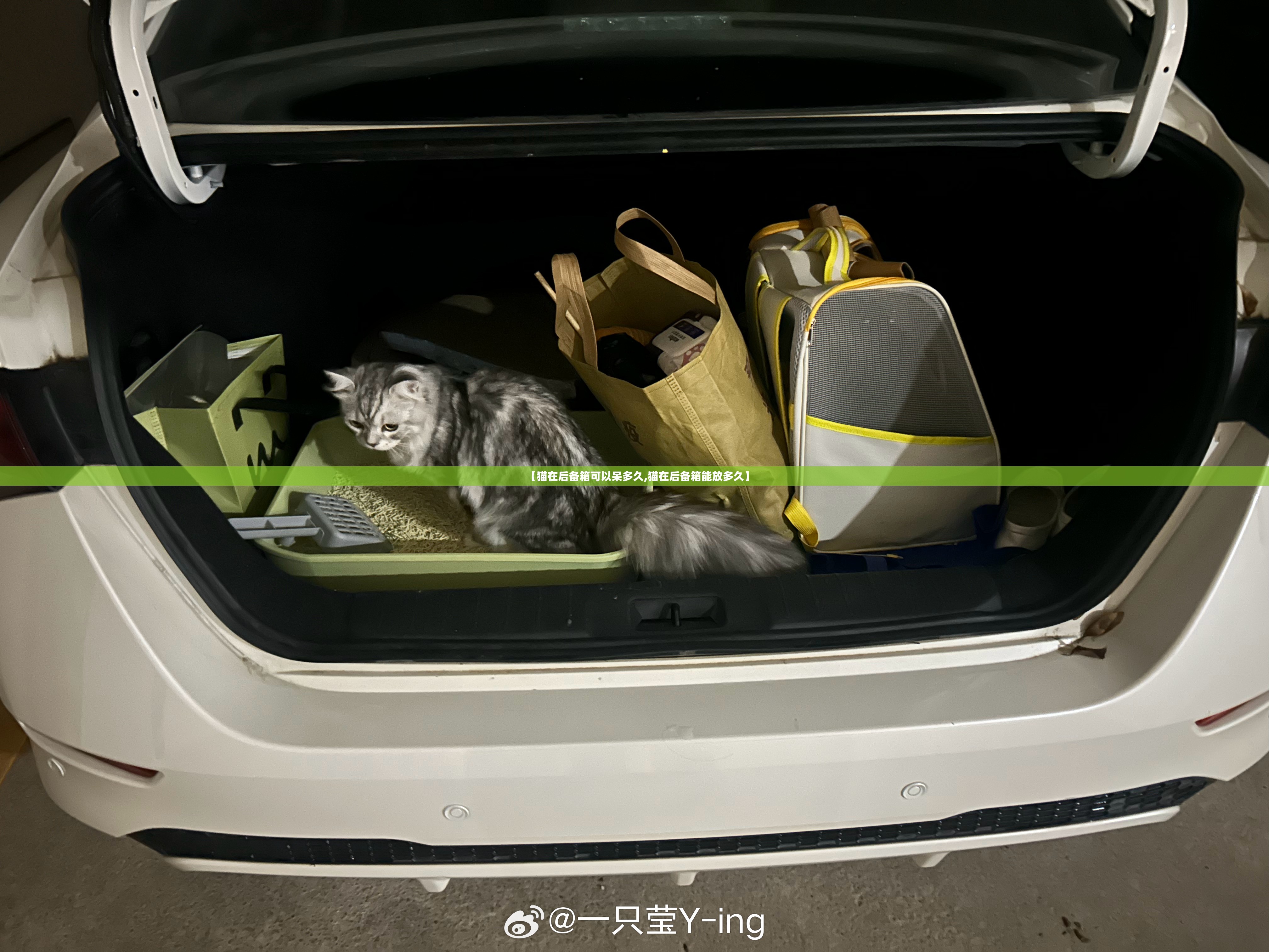 【猫在后备箱可以呆多久,猫在后备箱能放多久】 【猫在后备箱可以呆多久,猫在后备箱能放多久】