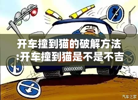 开车撞到猫的破解方法:开车撞到猫是不是不吉利