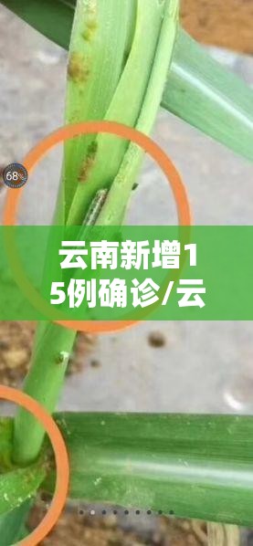 云南新增15例确诊/云南新增15例本土确诊2例无症状
