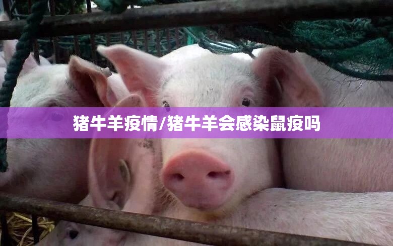 猪牛羊疫情/猪牛羊会感染鼠疫吗 猪牛羊疫情/猪牛羊会感染鼠疫吗
