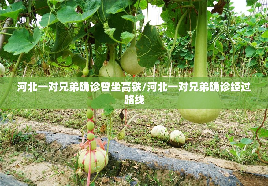 河北一对兄弟确诊曾坐高铁/河北一对兄弟确诊经过路线