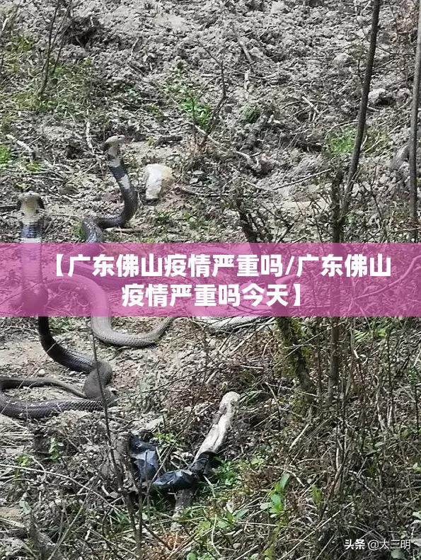 【广东佛山疫情严重吗/广东佛山疫情严重吗今天】