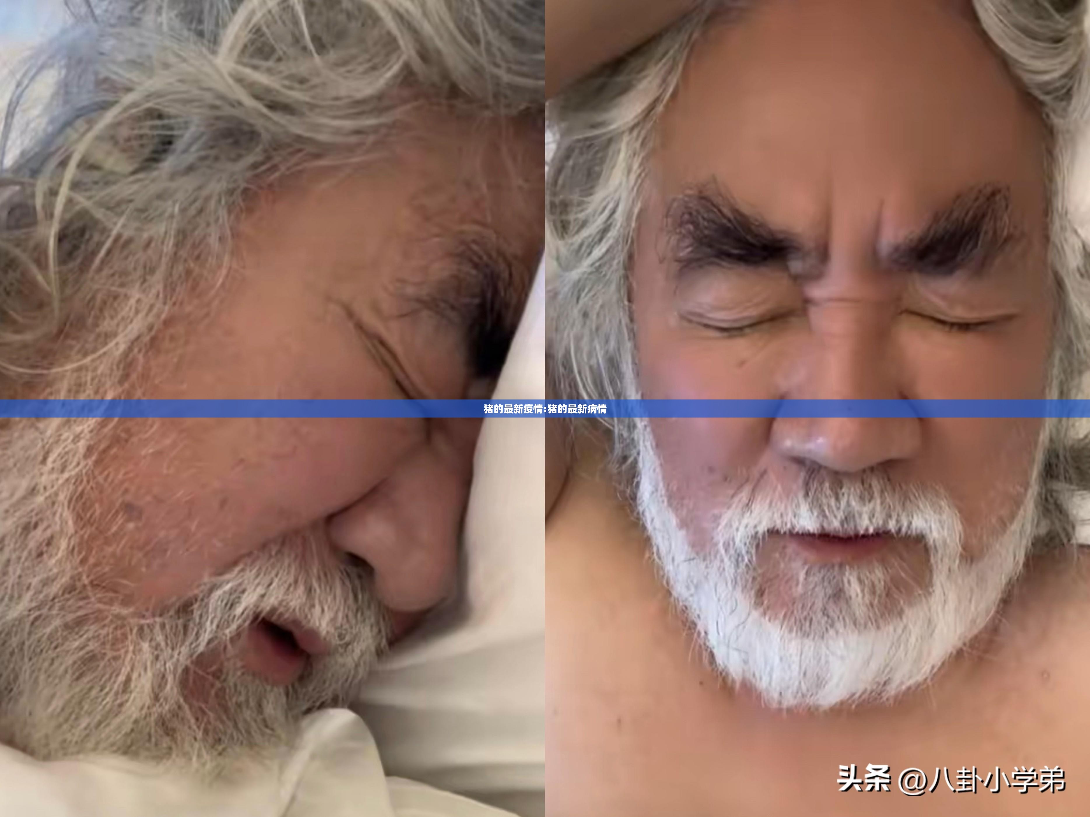 猪的最新疫情:猪的最新病情